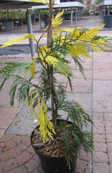 calocedrus decurrens aureovariegata 2